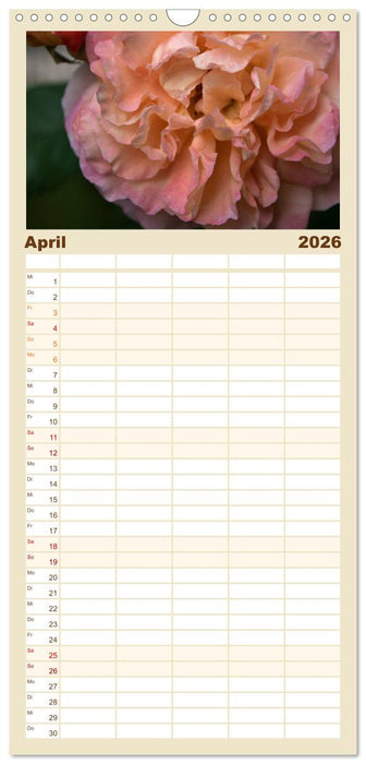 Rosen Schleswig-Holsteins (CALVENDO Familienplaner 2026)