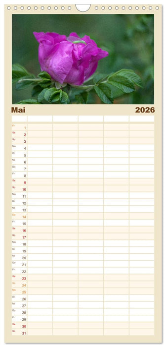 Rosen Schleswig-Holsteins (CALVENDO Familienplaner 2026)