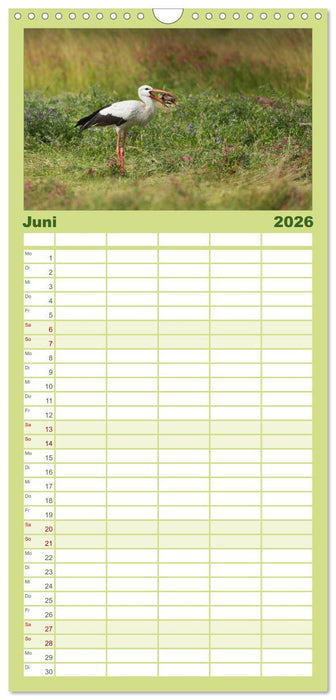 Das faszinierende Reich der Vögel (CALVENDO Familienplaner 2026)