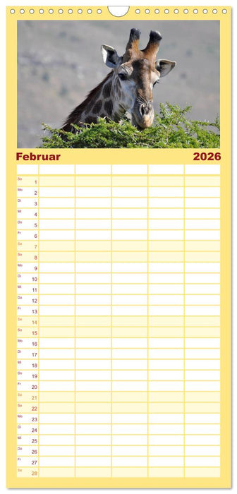 Südafrika - Big 5 und mehr (CALVENDO Familienplaner 2026)