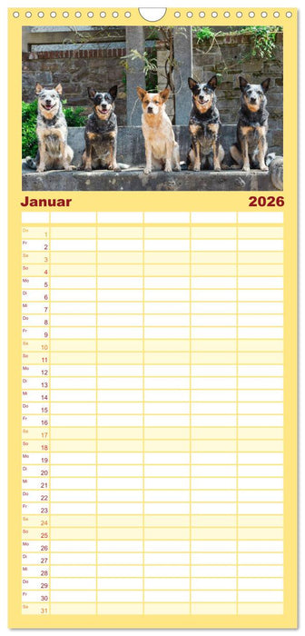 Australian Cattle Dogs zwischen Kunst und Kultur (CALVENDO Familienplaner 2026)