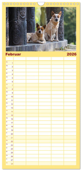 Australian Cattle Dogs zwischen Kunst und Kultur (CALVENDO Familienplaner 2026)