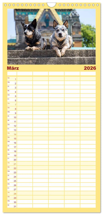 Australian Cattle Dogs zwischen Kunst und Kultur (CALVENDO Familienplaner 2026)