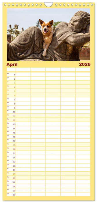 Australian Cattle Dogs zwischen Kunst und Kultur (CALVENDO Familienplaner 2026)