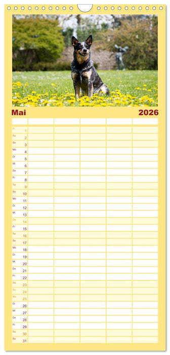 Australian Cattle Dogs zwischen Kunst und Kultur (CALVENDO Familienplaner 2026)