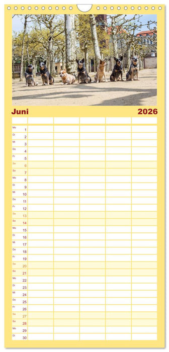 Australian Cattle Dogs zwischen Kunst und Kultur (CALVENDO Familienplaner 2026)