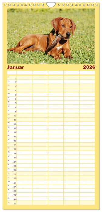 Rhodesian Ridgeback Terminkalender (CALVENDO Familienplaner 2026)