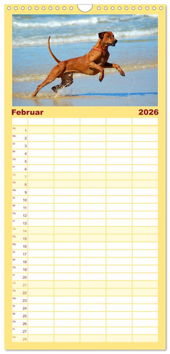 Rhodesian Ridgeback Terminkalender (CALVENDO Familienplaner 2026)