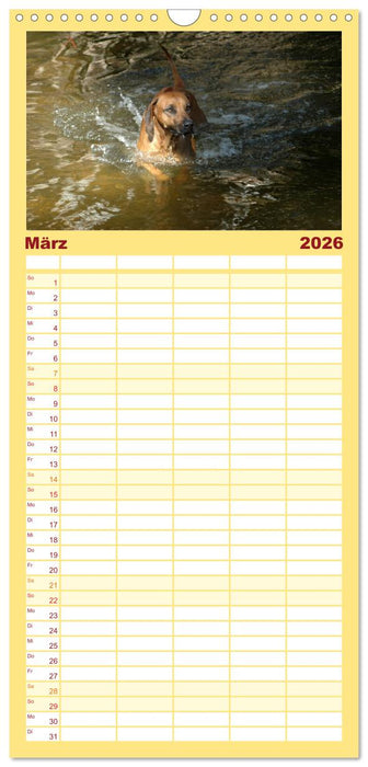 Rhodesian Ridgeback Terminkalender (CALVENDO Familienplaner 2026)