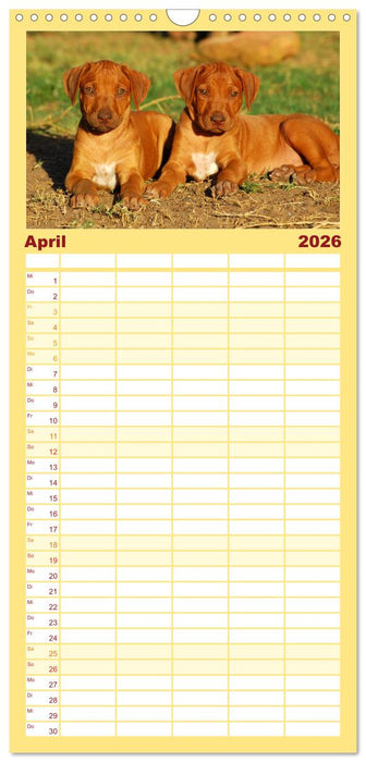 Rhodesian Ridgeback Terminkalender (CALVENDO Familienplaner 2026)