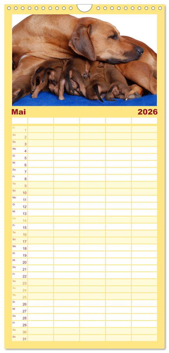 Rhodesian Ridgeback Terminkalender (CALVENDO Familienplaner 2026)