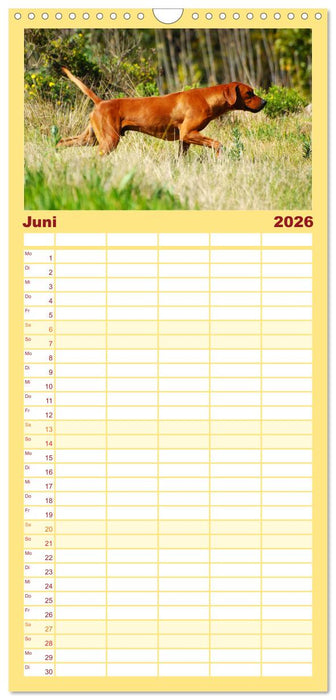 Rhodesian Ridgeback Terminkalender (CALVENDO Familienplaner 2026)