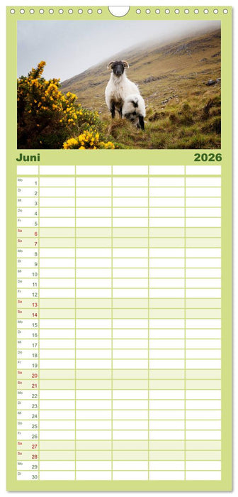 Unter Schafen - Wegbegleiter auf Reisen (CALVENDO Familienplaner 2026)