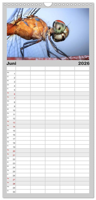 AugenZeugen (CALVENDO Familienplaner 2026)