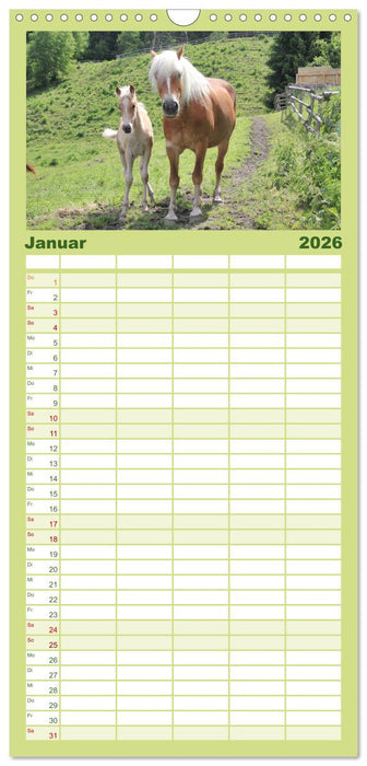 Alpenpferde (CALVENDO Familienplaner 2026)