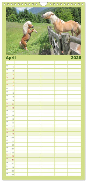 Alpenpferde (CALVENDO Familienplaner 2026)