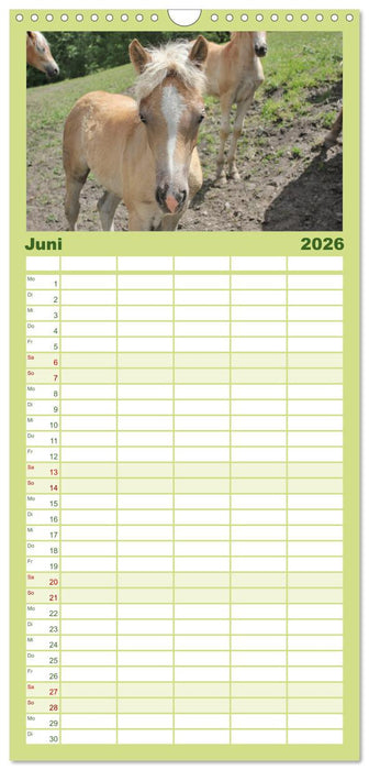 Alpenpferde (CALVENDO Familienplaner 2026)