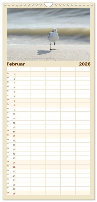Möwen am Meer (CALVENDO Familienplaner 2026)