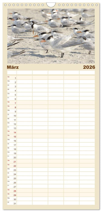 Möwen am Meer (CALVENDO Familienplaner 2026)