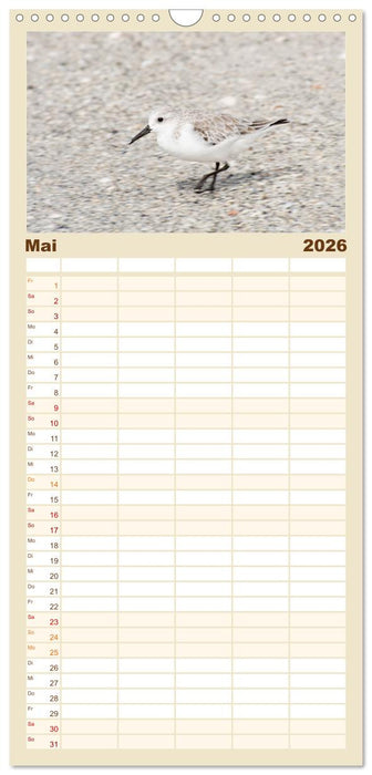 Möwen am Meer (CALVENDO Familienplaner 2026)