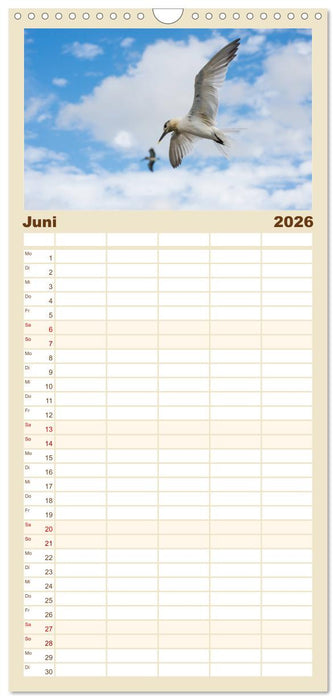 Möwen am Meer (CALVENDO Familienplaner 2026)