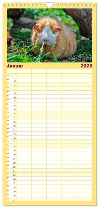 Meerschweinchen - so süß (CALVENDO Familienplaner 2026)