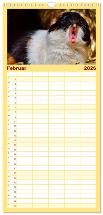 Meerschweinchen - so süß (CALVENDO Familienplaner 2026)