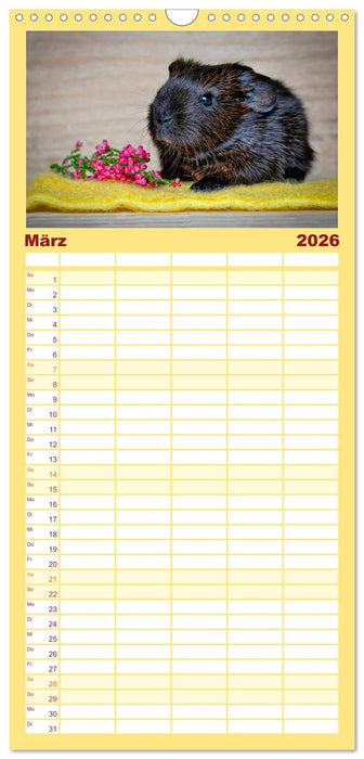 Meerschweinchen - so süß (CALVENDO Familienplaner 2026)