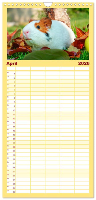 Meerschweinchen - so süß (CALVENDO Familienplaner 2026)