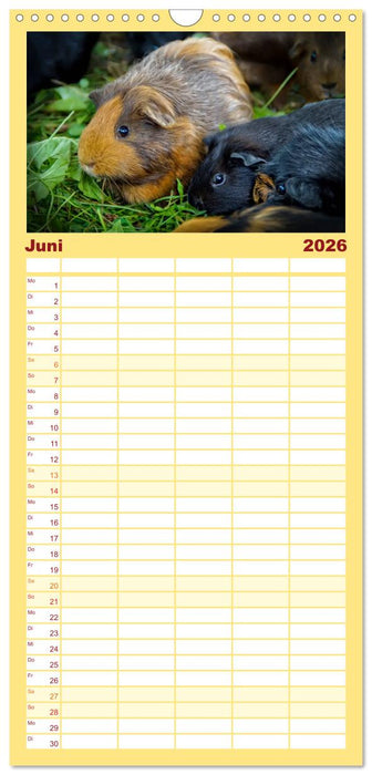 Meerschweinchen - so süß (CALVENDO Familienplaner 2026)