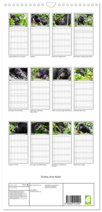 Gorillas ohne Nebel (CALVENDO Familienplaner 2026)