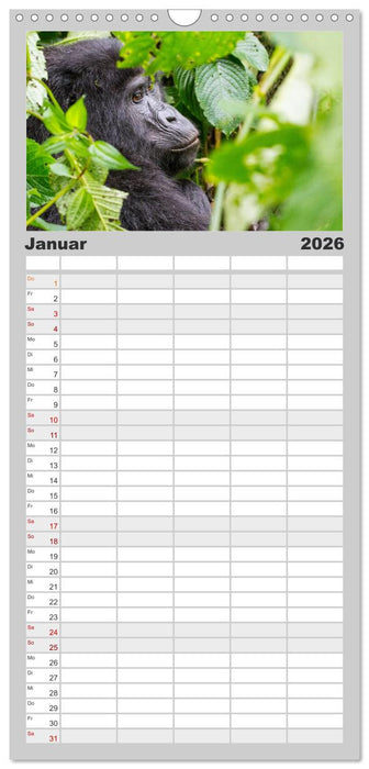 Gorillas ohne Nebel (CALVENDO Familienplaner 2026)