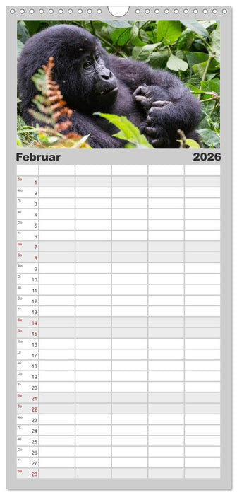 Gorillas ohne Nebel (CALVENDO Familienplaner 2026)