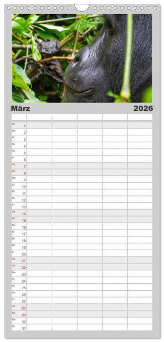 Gorillas ohne Nebel (CALVENDO Familienplaner 2026)