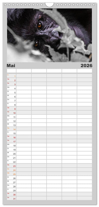 Gorillas ohne Nebel (CALVENDO Familienplaner 2026)