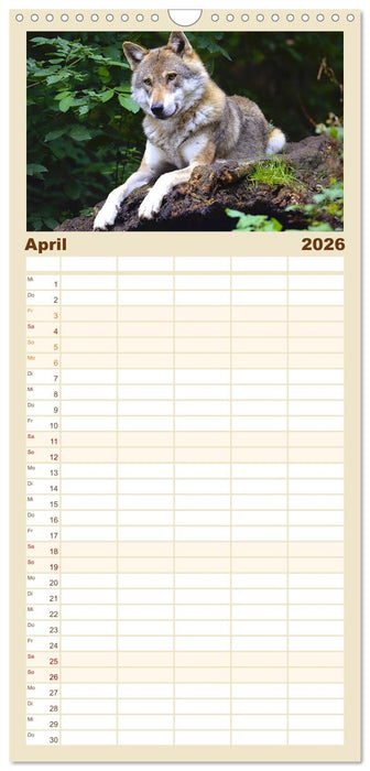 Begegnung mit dem Wolf (CALVENDO Familienplaner 2026)