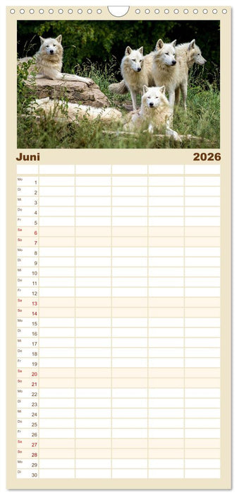 Begegnung mit dem Wolf (CALVENDO Familienplaner 2026)