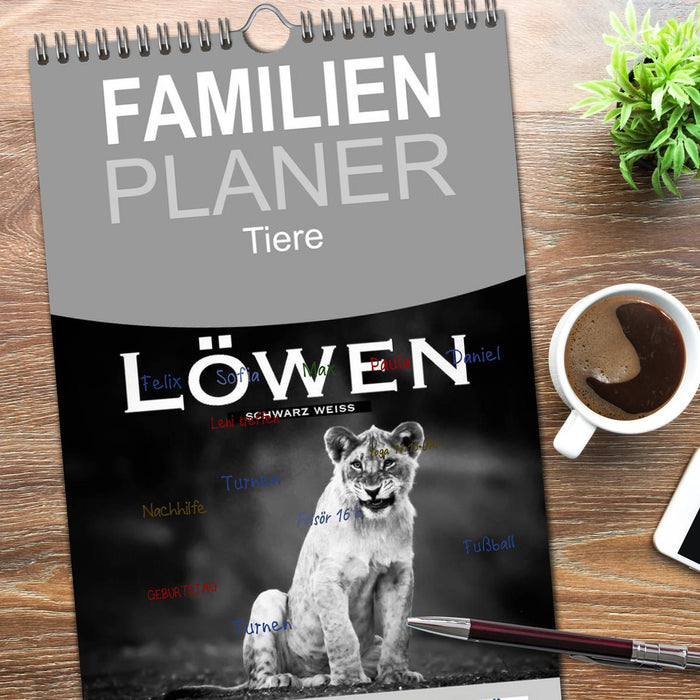 Löwen schwarz weiß (CALVENDO Familienplaner 2026)