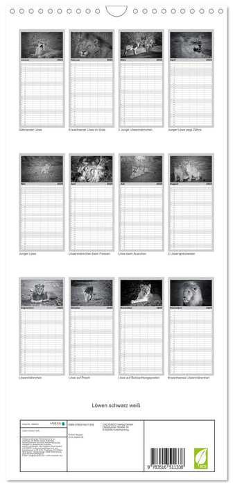 Löwen schwarz weiß (CALVENDO Familienplaner 2026)