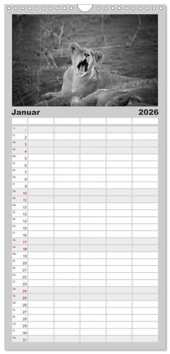Löwen schwarz weiß (CALVENDO Familienplaner 2026)