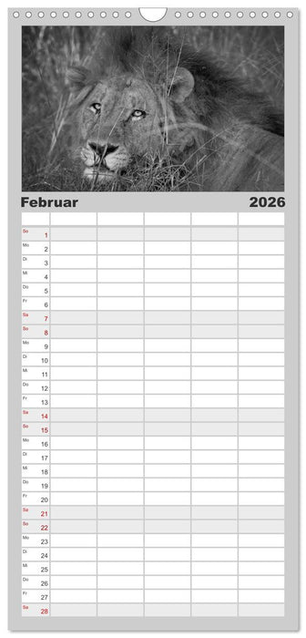 Löwen schwarz weiß (CALVENDO Familienplaner 2026)