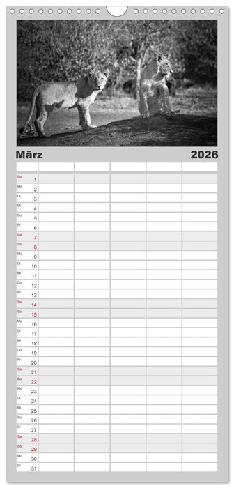 Löwen schwarz weiß (CALVENDO Familienplaner 2026)