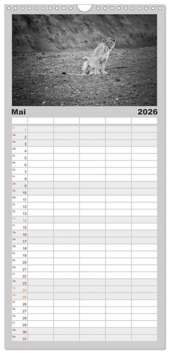 Löwen schwarz weiß (CALVENDO Familienplaner 2026)