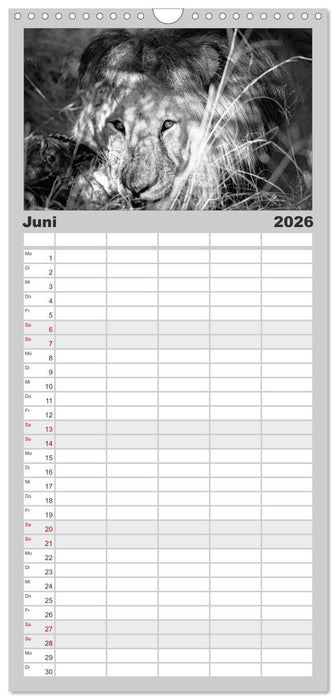 Löwen schwarz weiß (CALVENDO Familienplaner 2026)