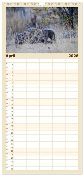 Hyänen - groß und klein (CALVENDO Familienplaner 2026)