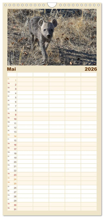 Hyänen - groß und klein (CALVENDO Familienplaner 2026)