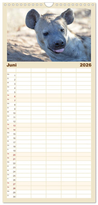 Hyänen - groß und klein (CALVENDO Familienplaner 2026)