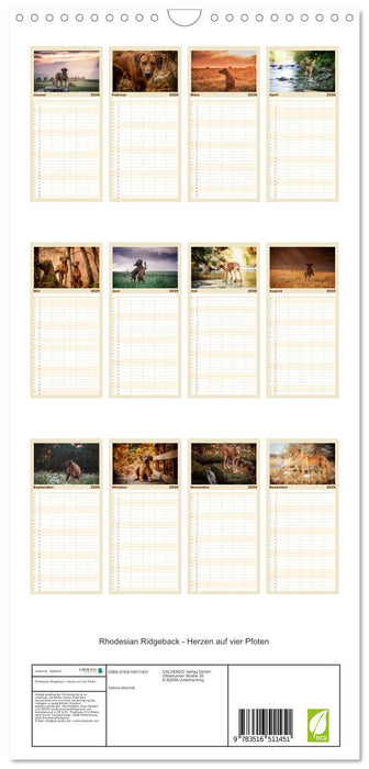 Rhodesian Ridgeback - Herzen auf vier Pfoten (CALVENDO Familienplaner 2026)