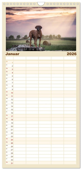 Rhodesian Ridgeback - Herzen auf vier Pfoten (CALVENDO Familienplaner 2026)