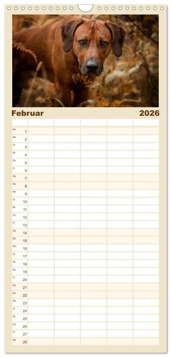 Rhodesian Ridgeback - Herzen auf vier Pfoten (CALVENDO Familienplaner 2026)